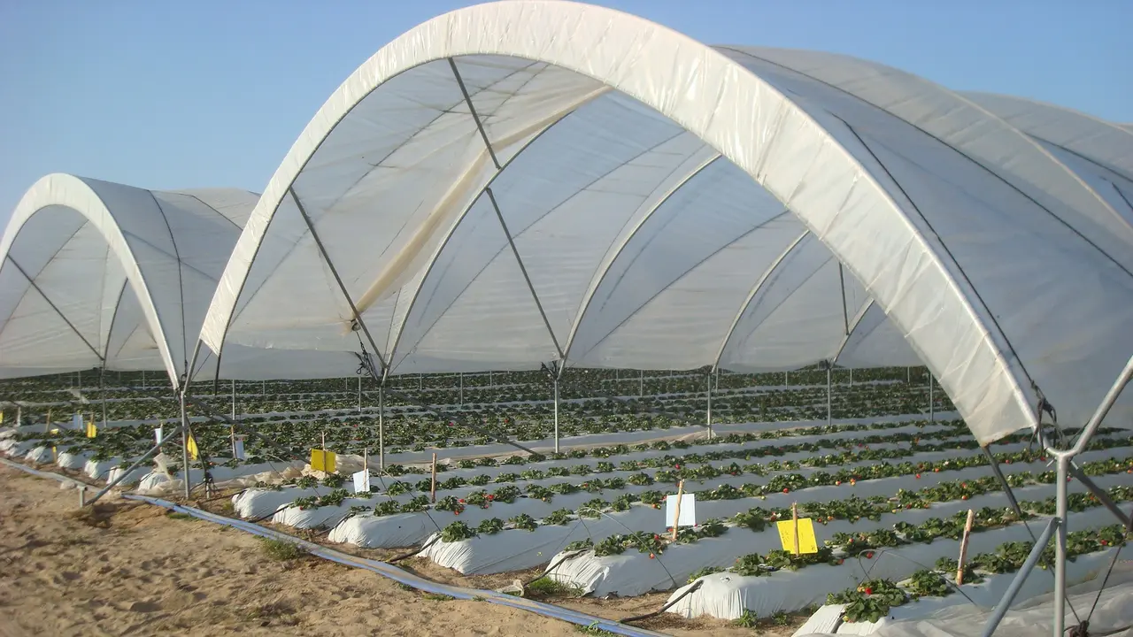 Invernadero para fresas macrotunel de Fertri