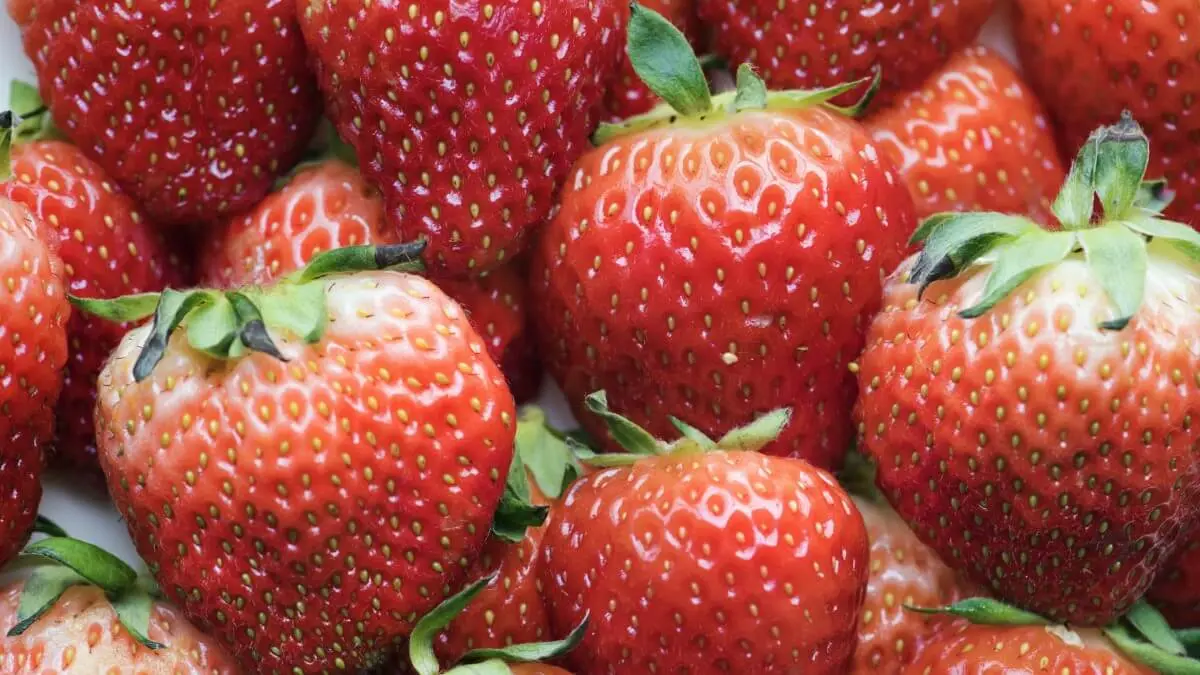 Plantaci&oacute;n de fresas en invernadero