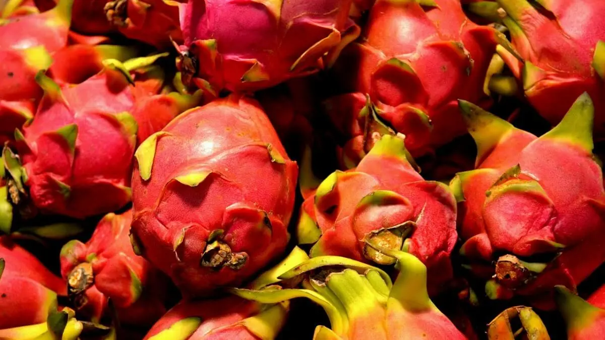 Pitahaya-1.jpg