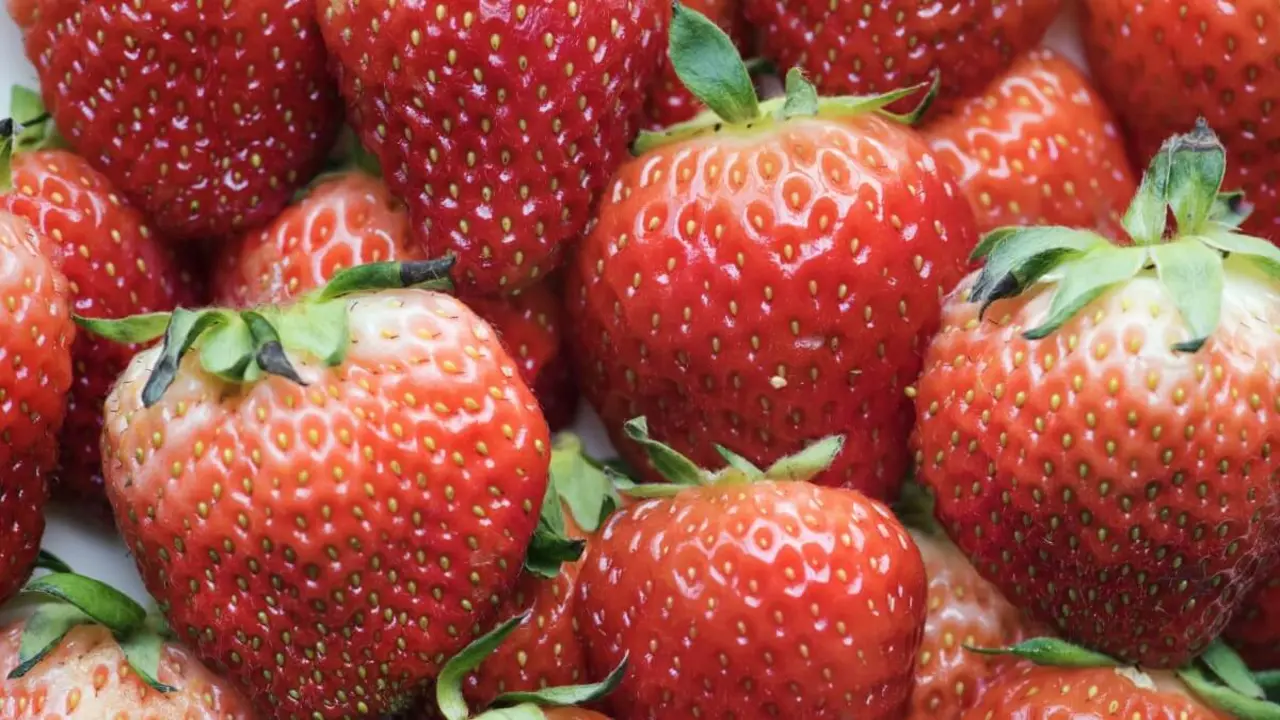 Plantaci&oacute;n de fresas en invernadero