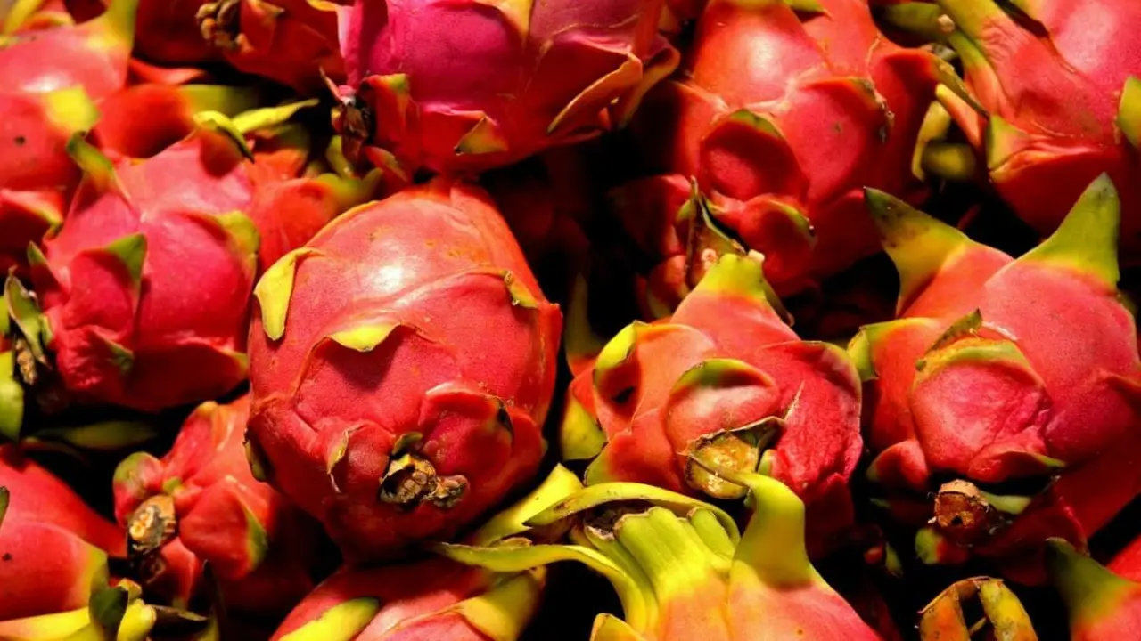 Pitahaya-1.jpg