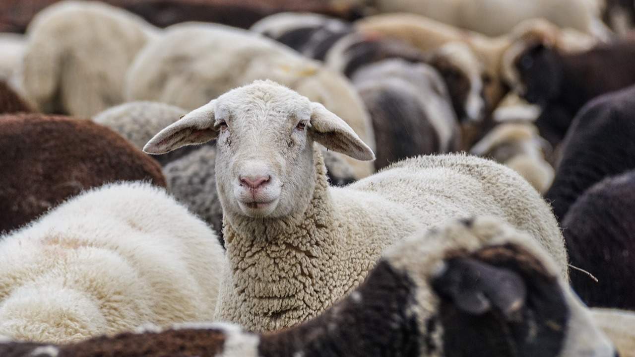 Pienso y alimentos de ganadería