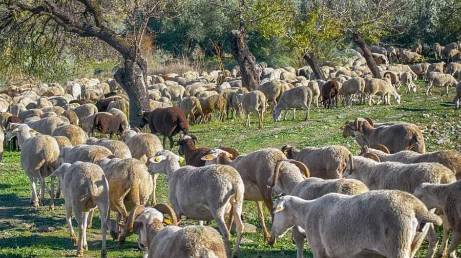 Equipos de manejo y transporte de Material ganadero