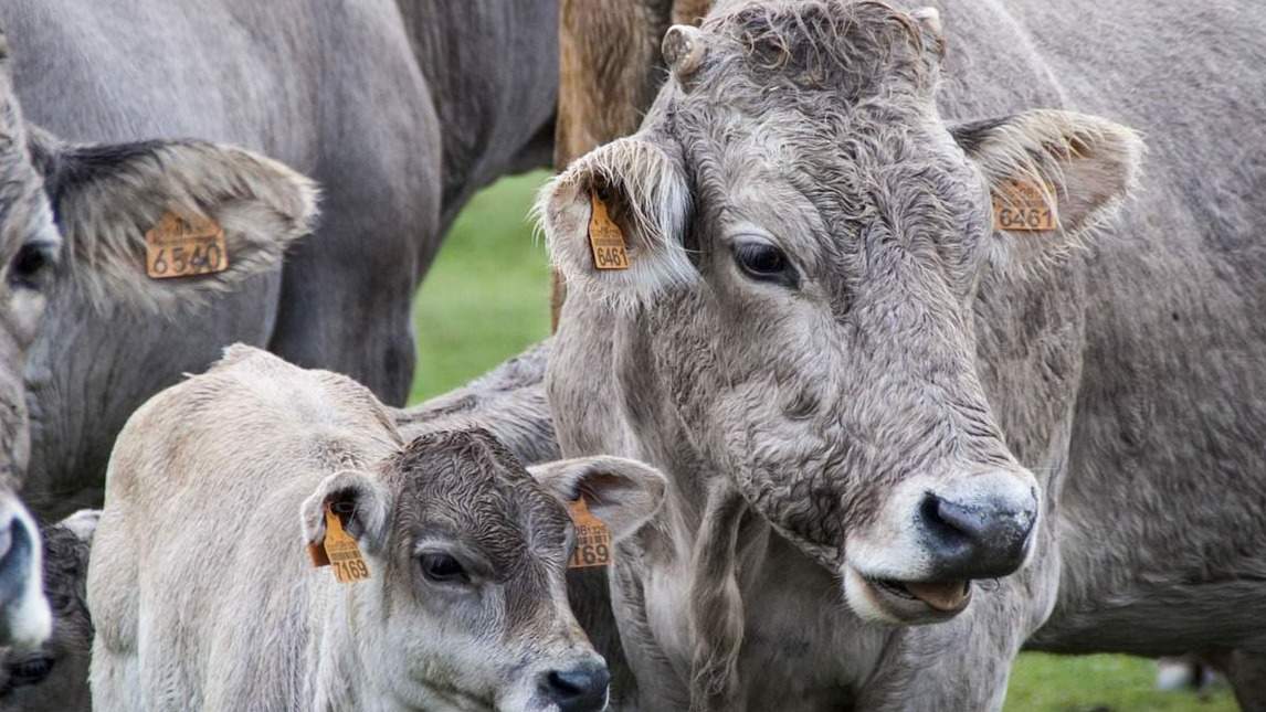 Tipos de ganadería según el medio