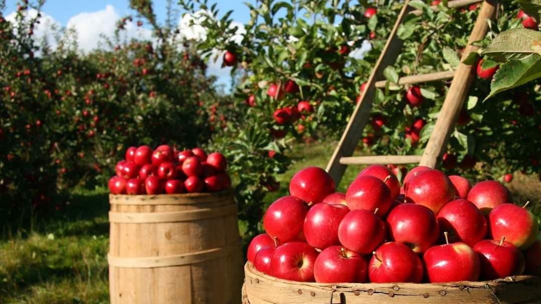 ¿Qué es agricultura?
