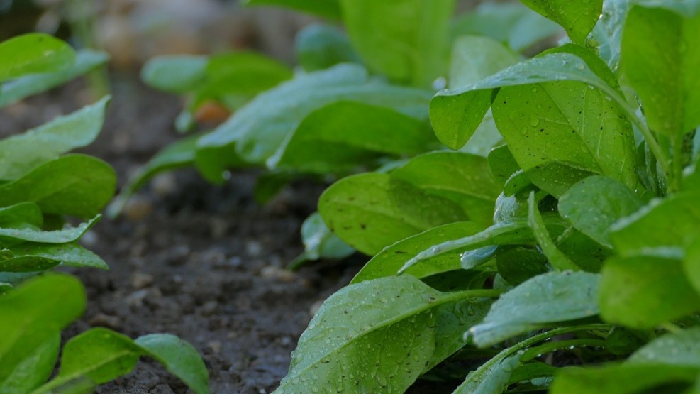 Tipos de fertilizantes que se usan en el fertirriego