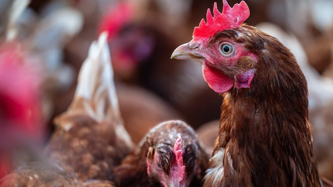 Cuidado de aves de corral en invierno
