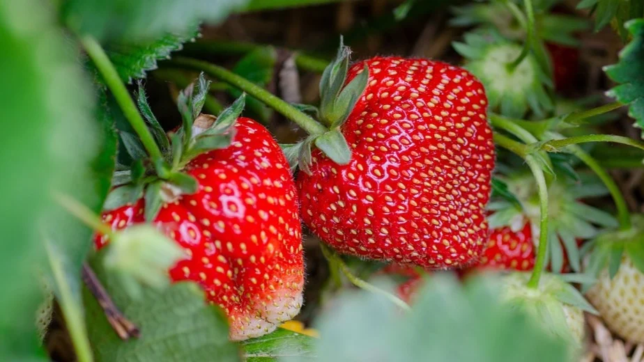 Fresas