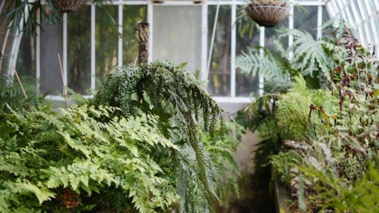 Cuidados básicos para un invernadero de jardín