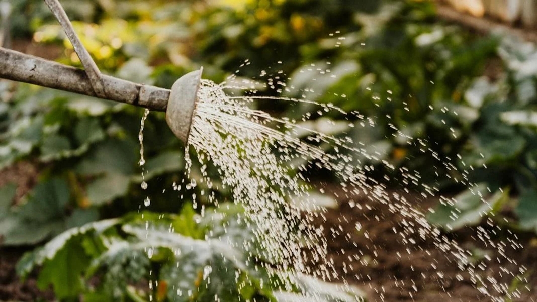 Cómo cuidar un invernadero de jardín durante el invierno