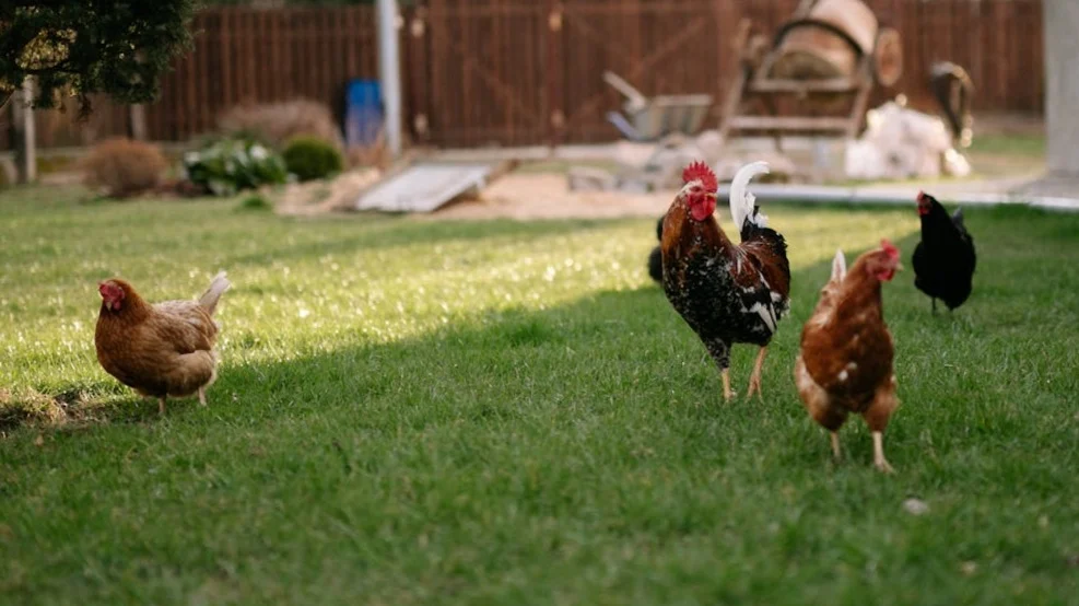 ¿Qué es una granja de gallinas ecológicas?
