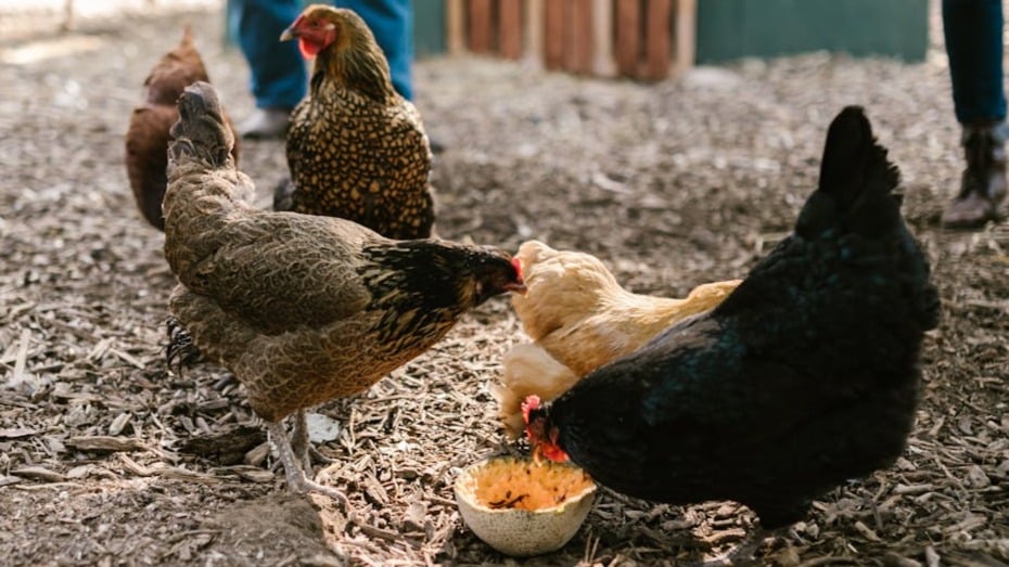 Equipamiento necesario en una granja de gallinas ecológicas