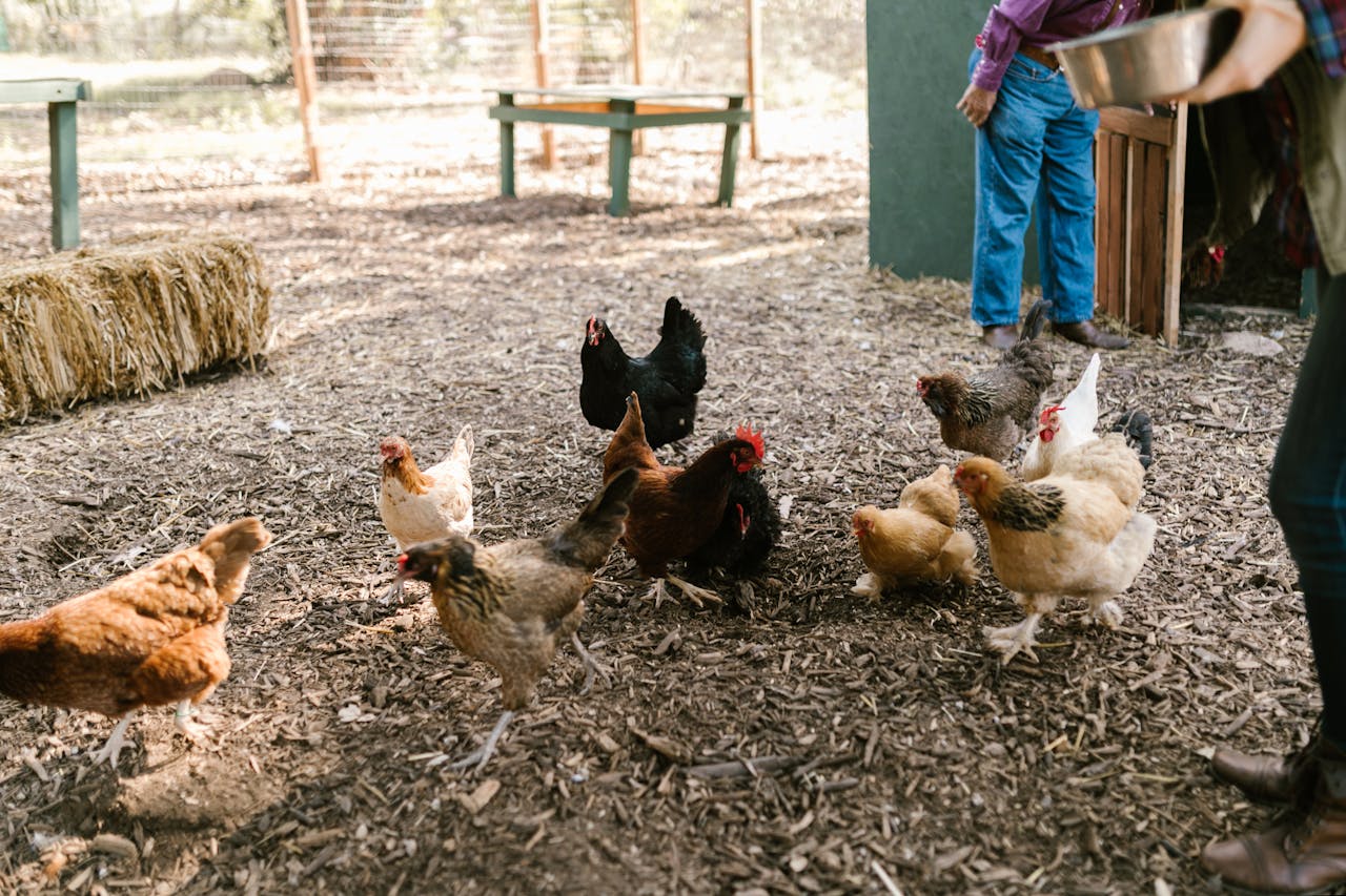 ¿Qué comen las gallinas camperas?