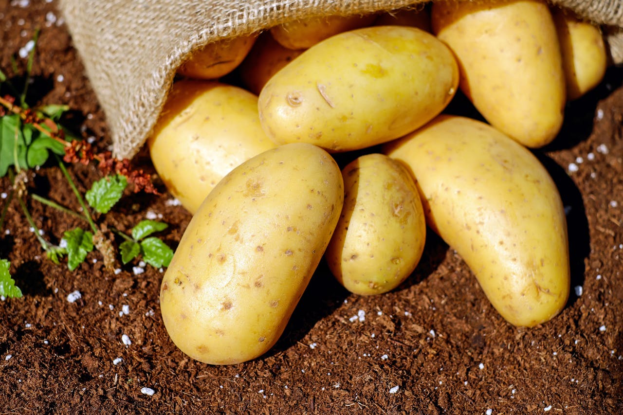 Plantar patatas en diciembre