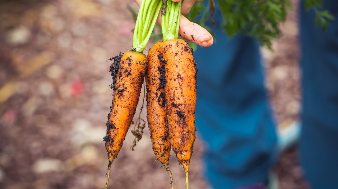 Plantar zanahorias en diciembre