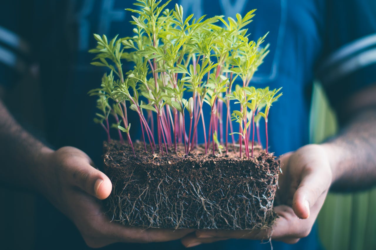 ¿Qué es el trasplante de plantas y para qué sirve?