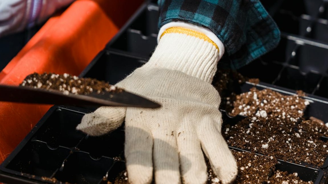 Cómo trasplantar plantas paso a paso
