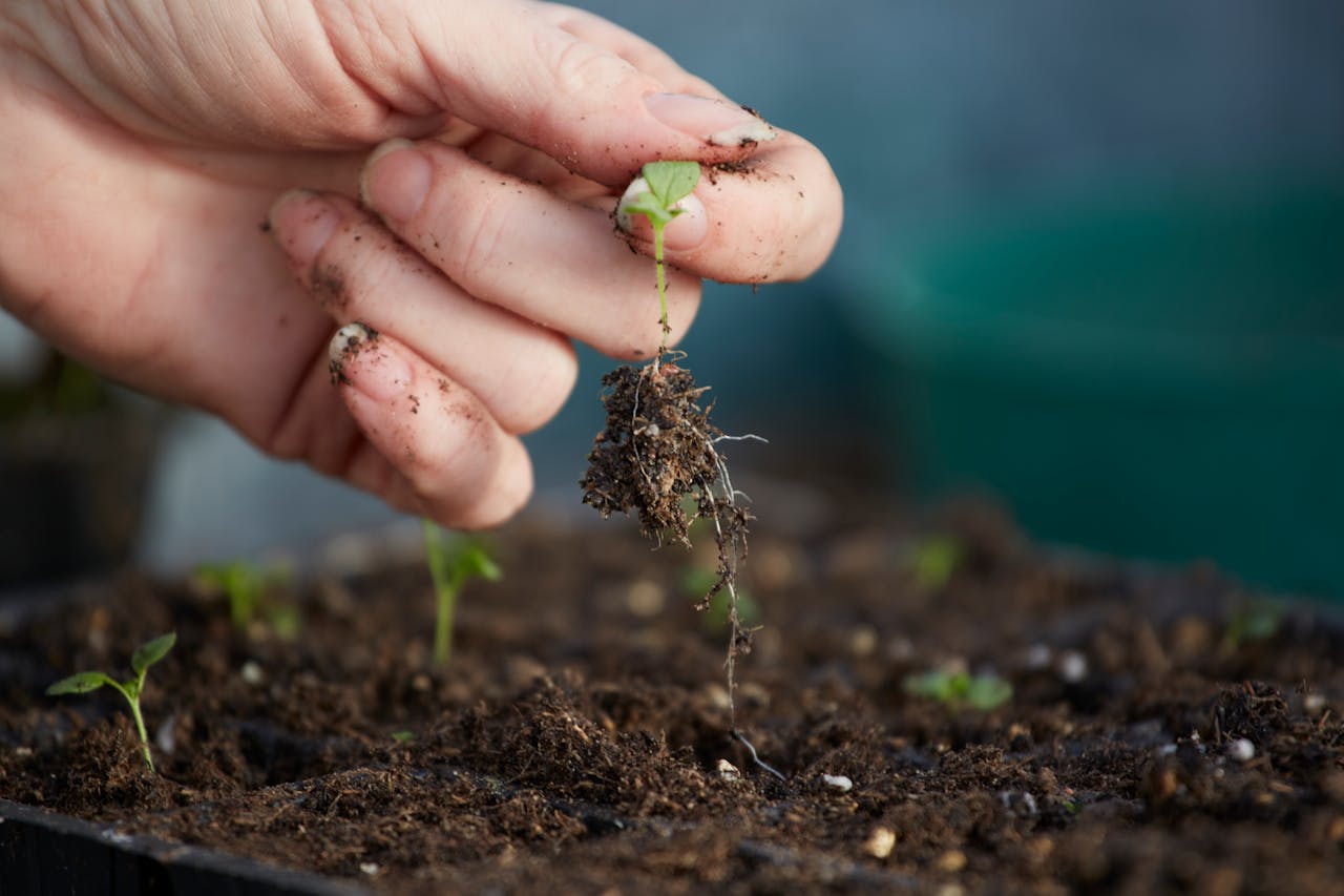 Cuidados de una planta tras ser trasplantada