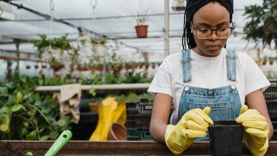 11 Mejores plantas aromáticas para invernaderos de jardín