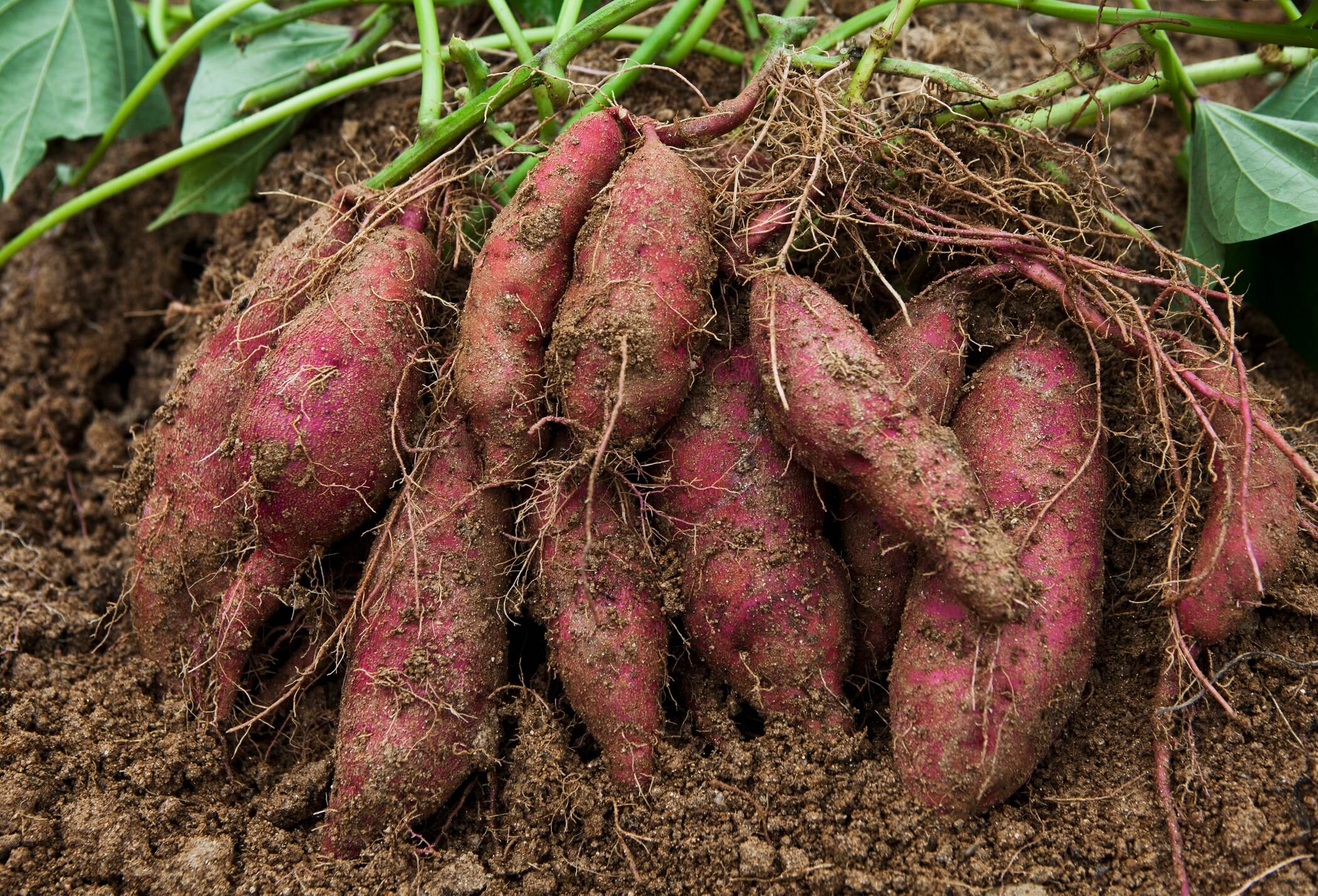 Condiciones necesarias para el cultivo del boniato