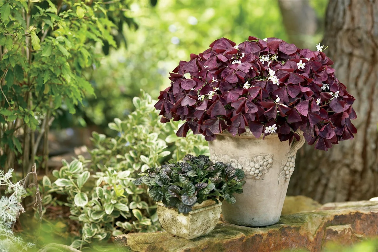 Trébol violeta