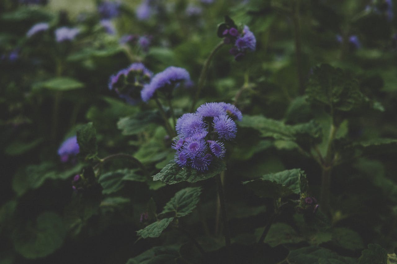 ¿Qué es el agérato o ageratum?