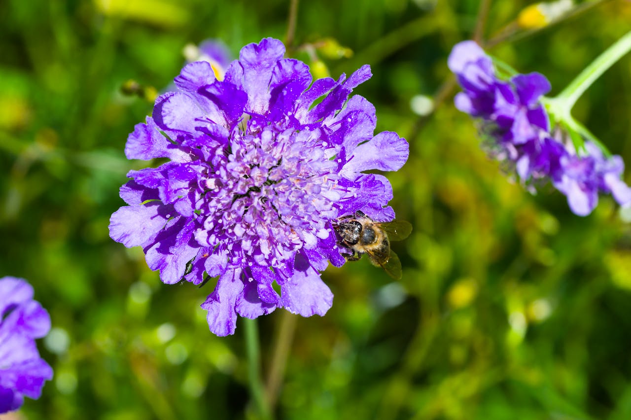 Scabiosa