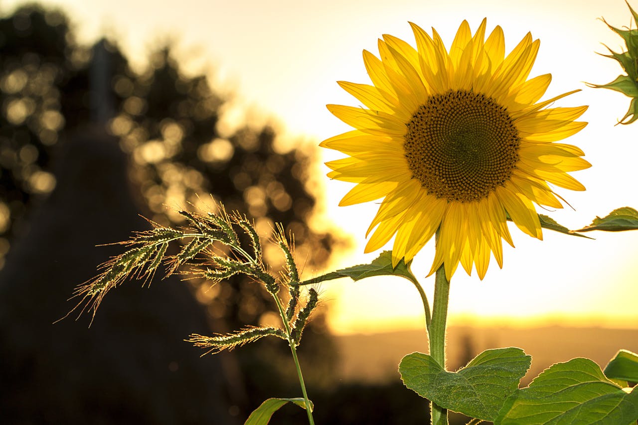 Girasol