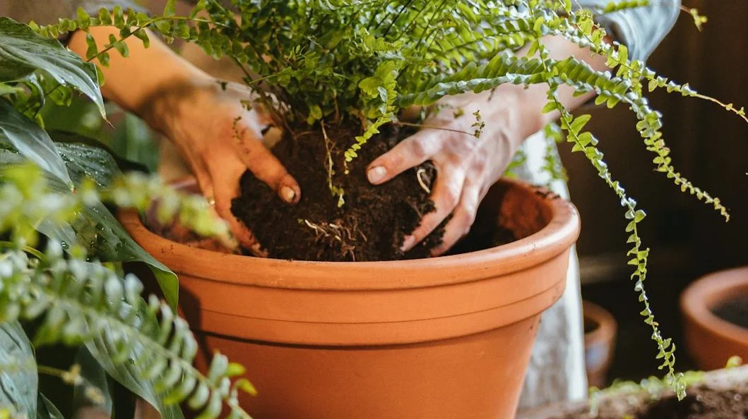 ¿Qué es el sustrato para plantas?