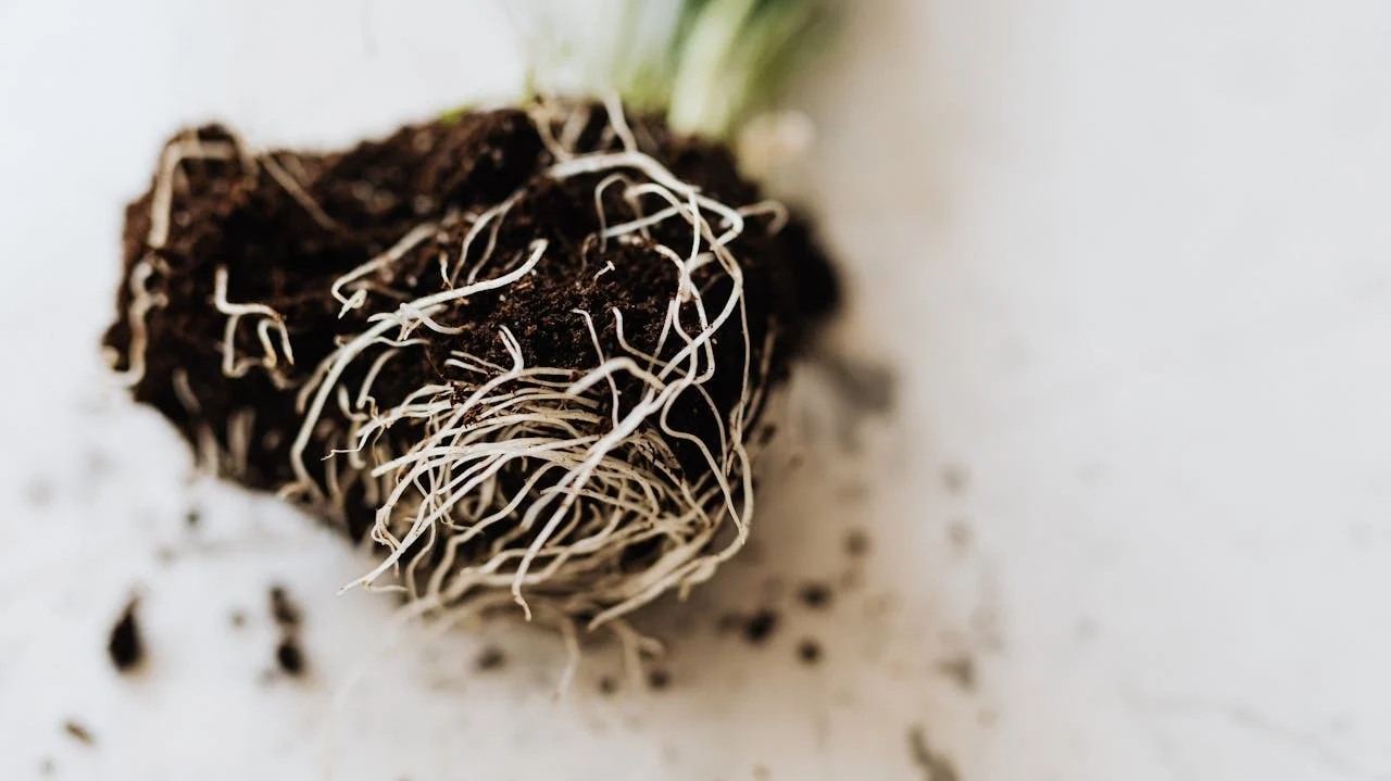 Tipos de sustrato en plantas y cultivos