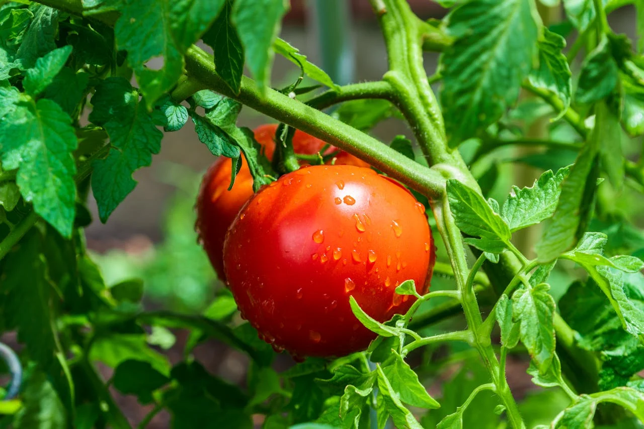 Tomates