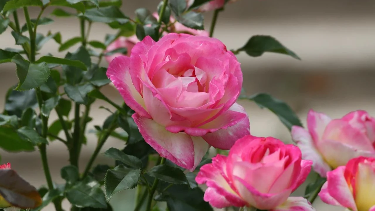 ¿Cómo cuidar el rosal en invernadero?