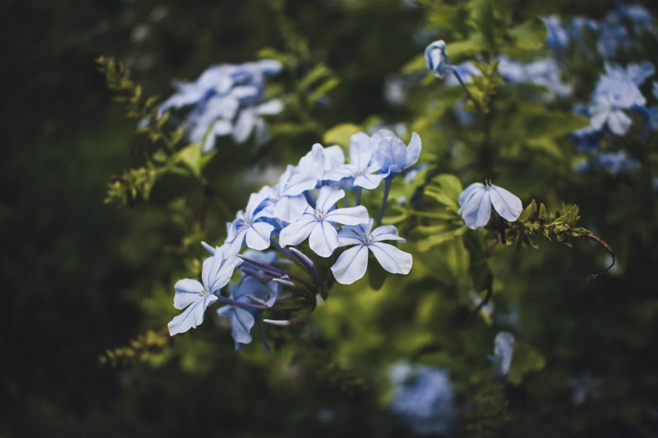 Plumbago