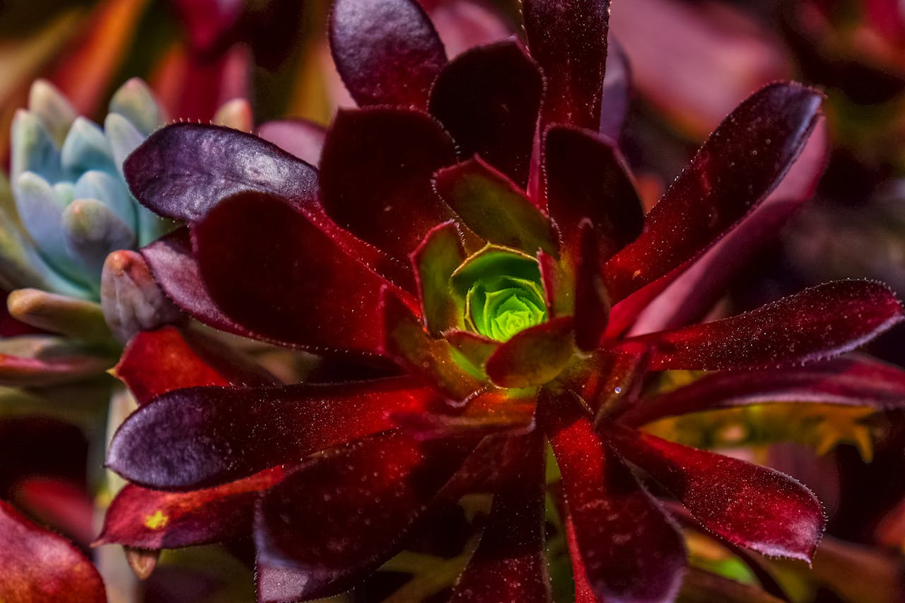 Aeonium