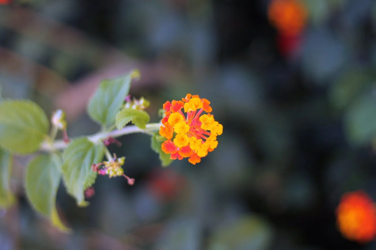 Lantana