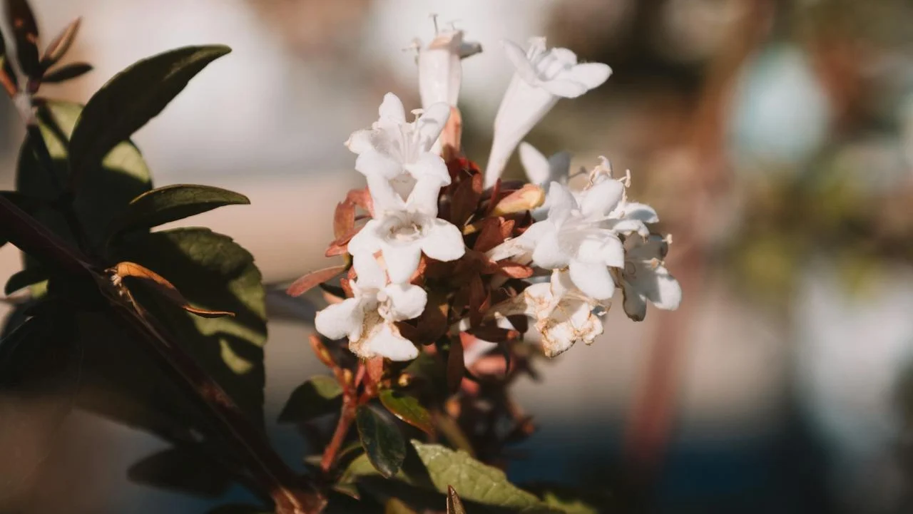 Abelia