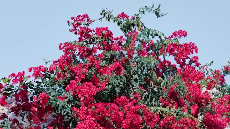¿Qué son las flores siempreviva?