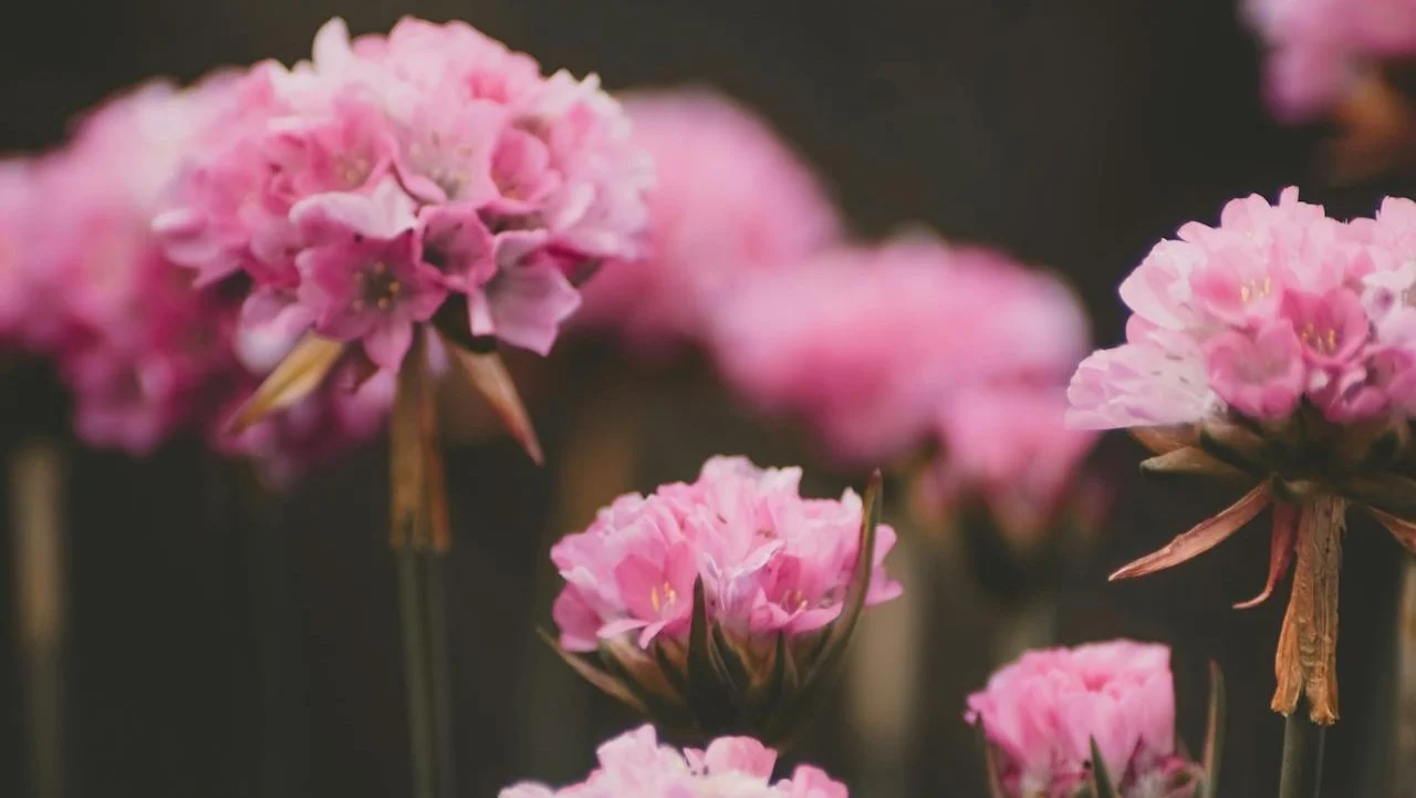 ¿Qué cuidados necesita una flor de siempreviva?