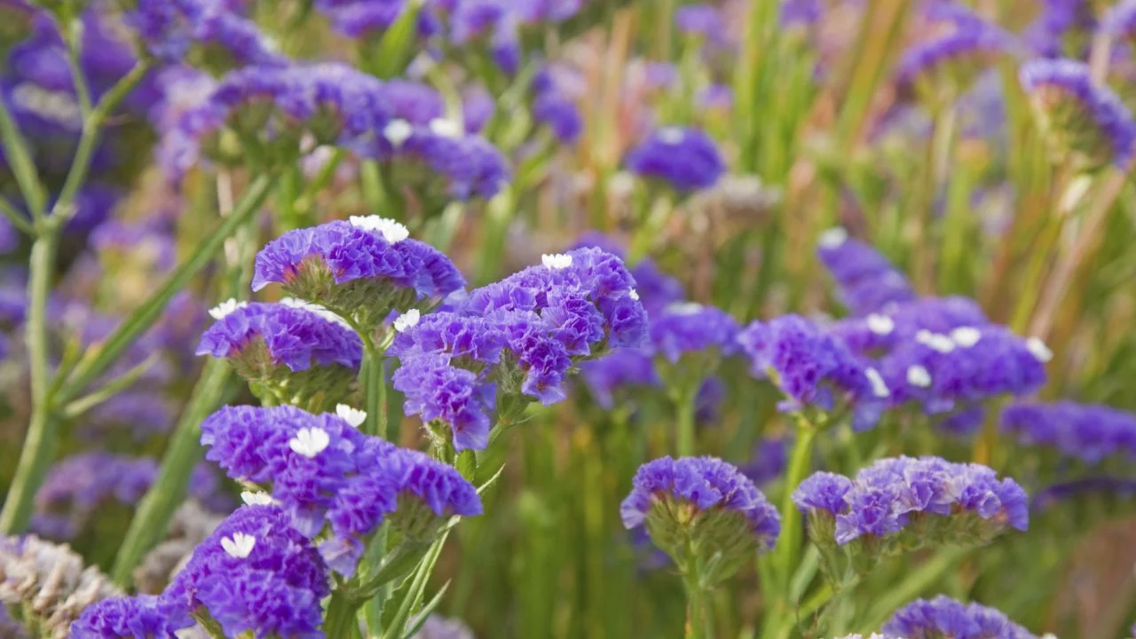 ¿Cómo secar y cuidar las flores siempreviva?