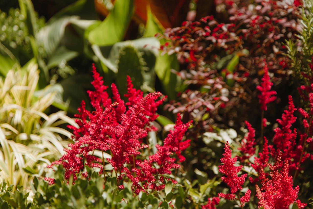 Astilbe