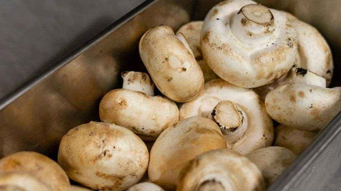 ¿Cómo cultivar champiñones paso a paso?