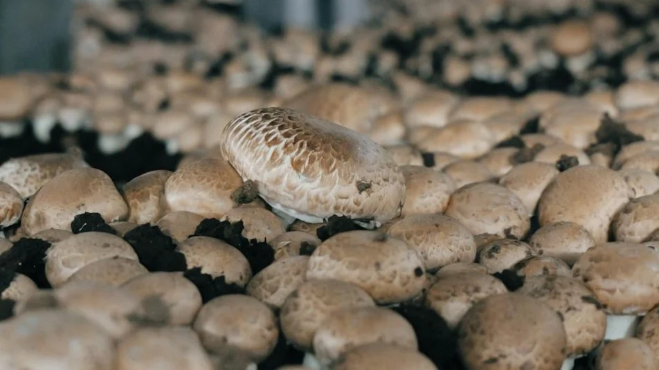 ¿Cómo se recolecta el cultivo de champiñón?