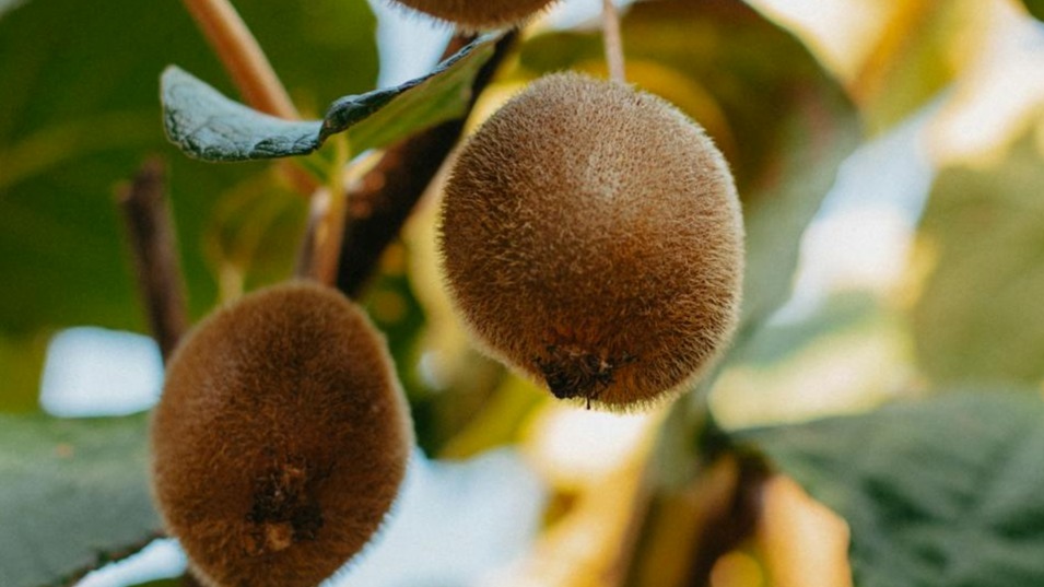 Ubicación adecuada para plantar kiwis