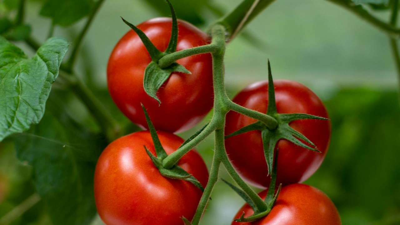 Tomates en verano