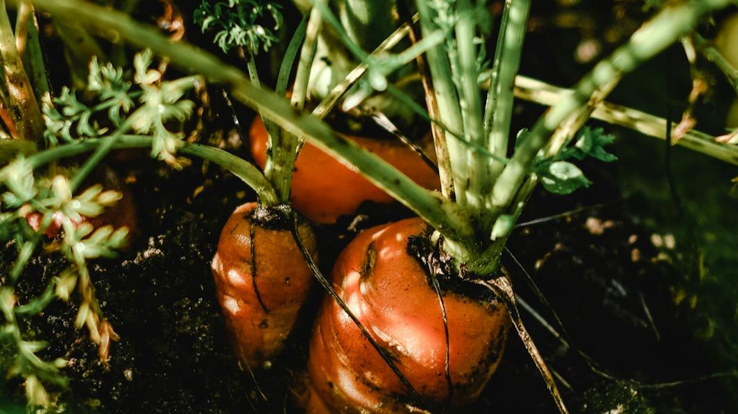 Zanahorias