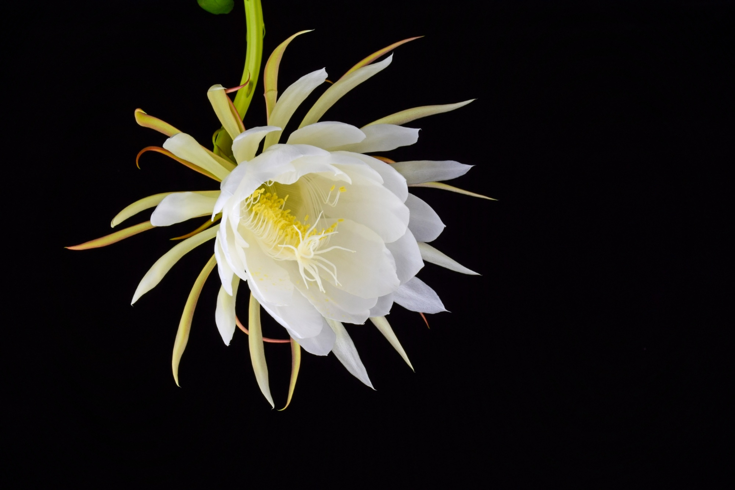 ¿Qué es la dama de noche o galán de noche?