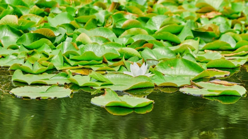 ¿Qué son las plantas sin tierra?