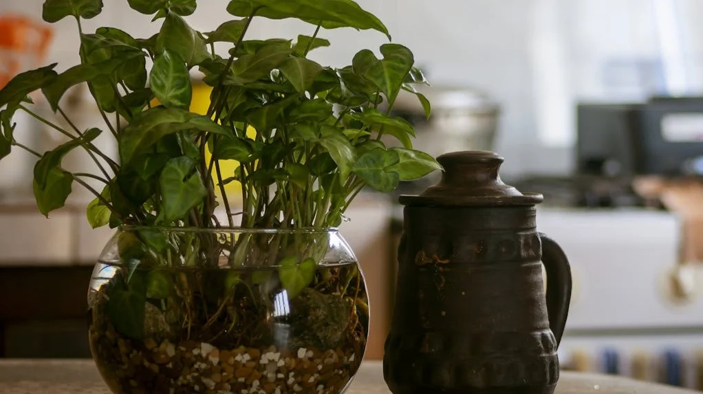 Cultivo en agua
