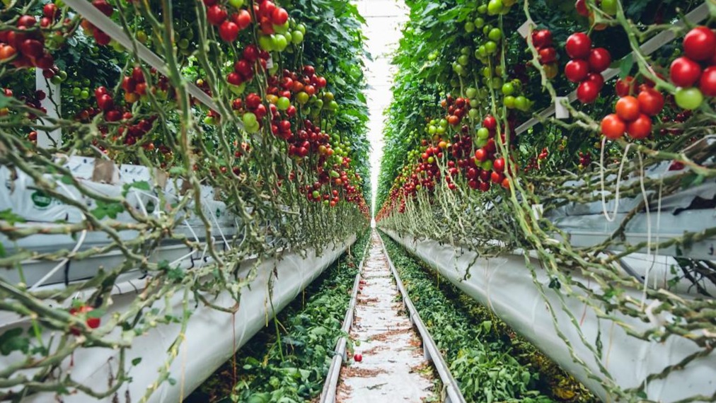 ¿Qué plantas pueden crecer en agua sin tierra?