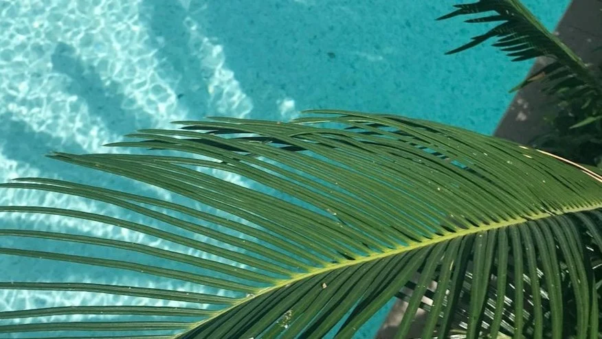 ¿Qué es una palmera?